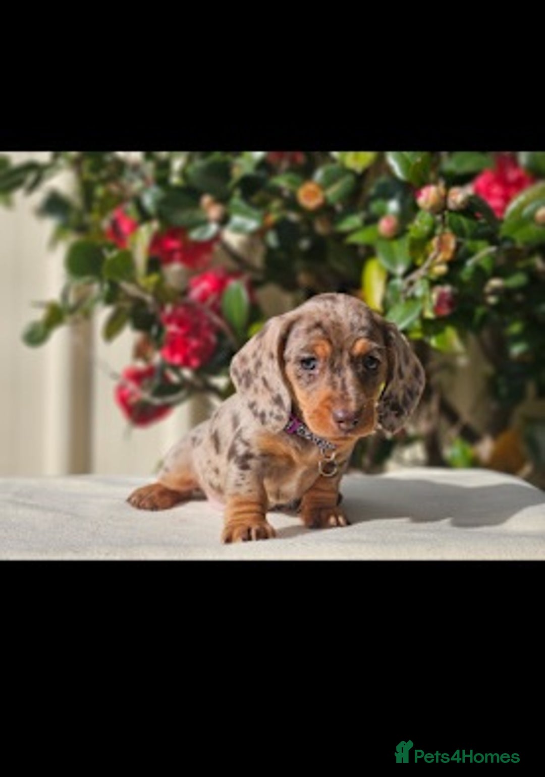 Miniature Dachshund dogs for sale: Amazing purebred mini Dachshunds smoothhair - Image 2