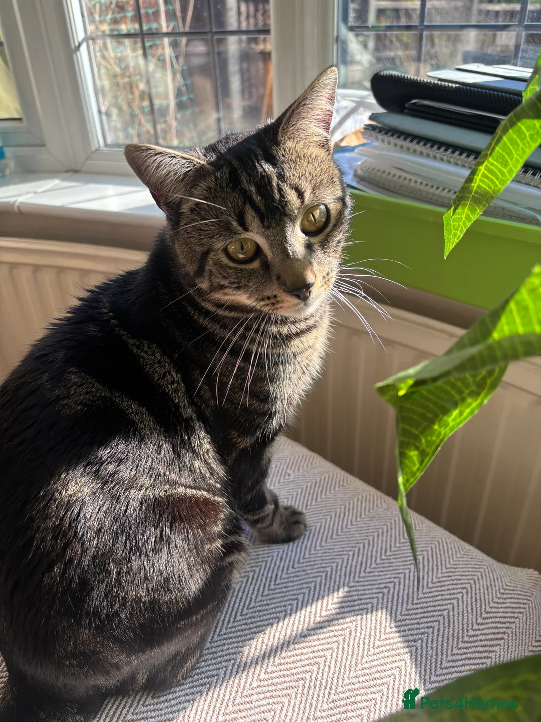 Domestic Shorthair cats for sale: Beautiful domestic shorthair  - Advert 2