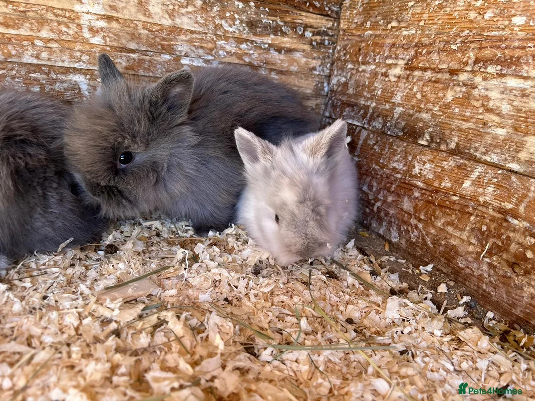 Lionhead rabbits for sale: Lionhead babies  - Advert 3
