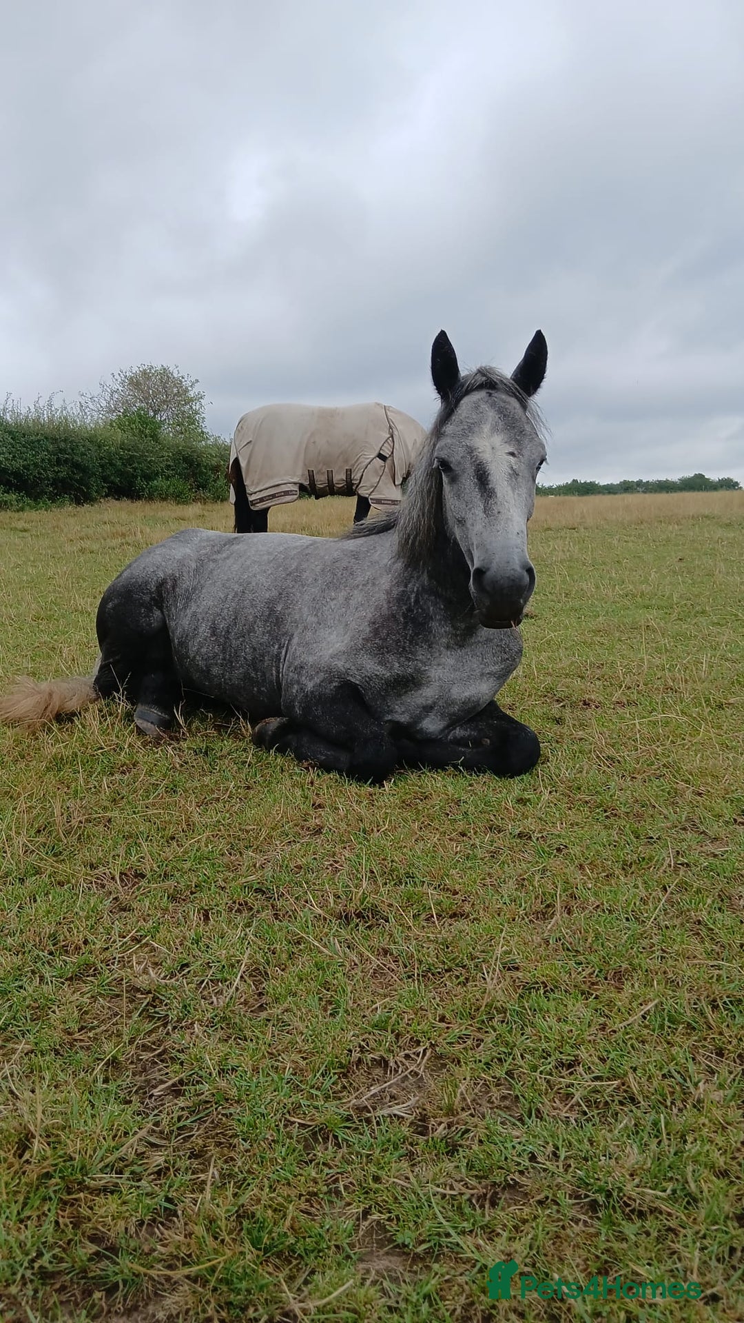 Connemara horses for sale: 3YO Class 1 Connemara Mare Looking For 5* Home - Advert 3