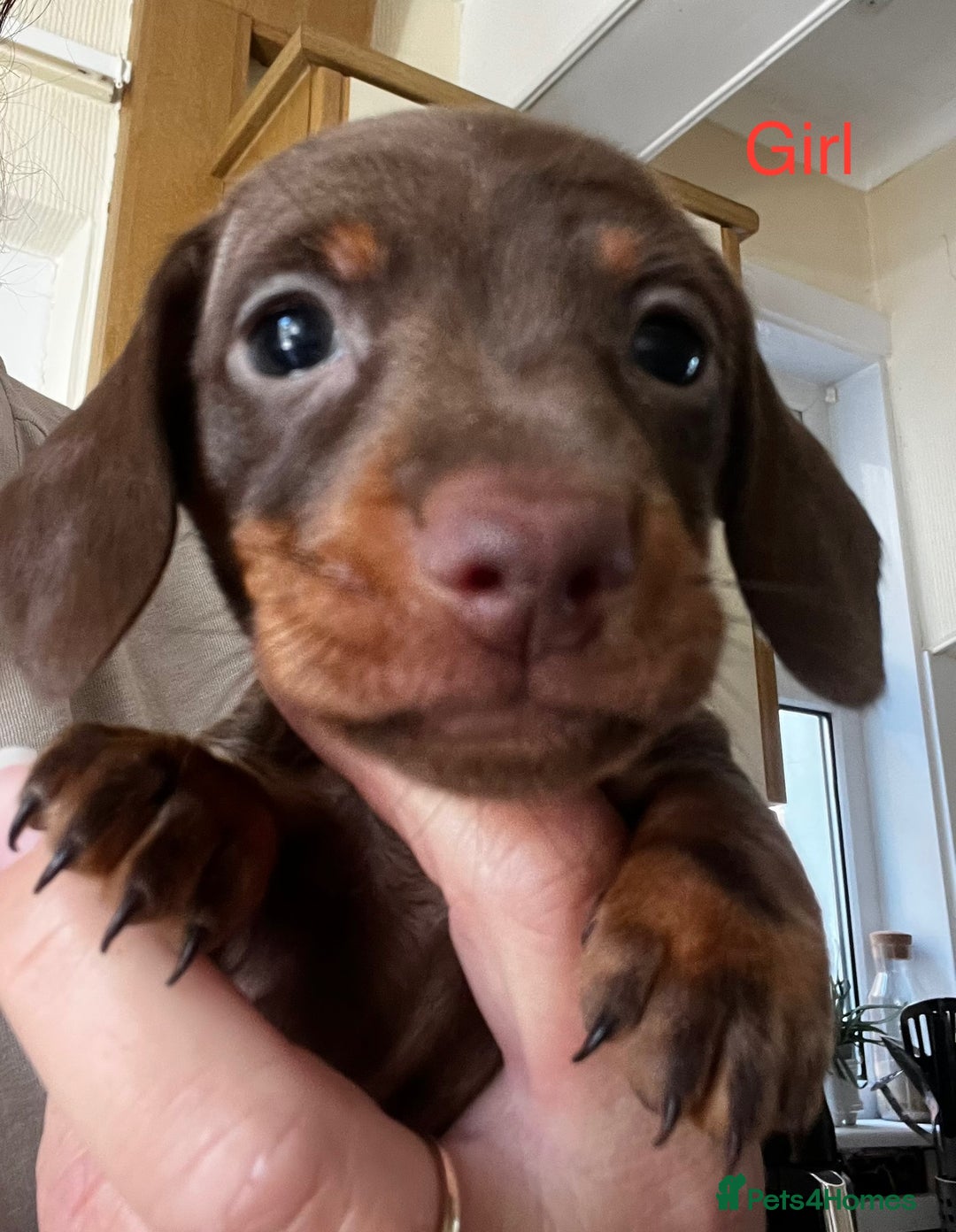 Miniature Dachshund dogs for sale: 1 girl & 3 boys ready Now Mini Dachshunds  - Image 23