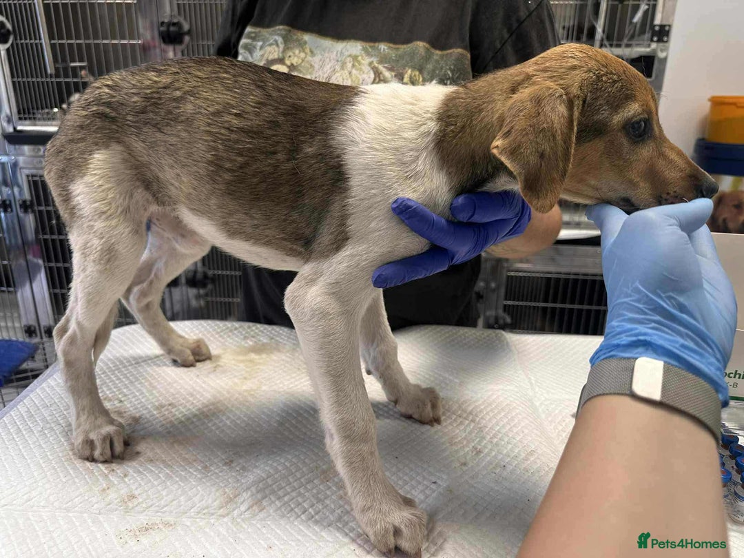 Mixed Breed dogs for adoption: 🥞Pancake🥞is looking for her forever home!  - Image 4