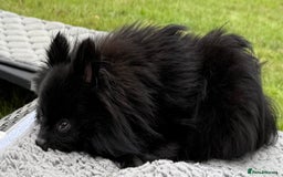 Pomeranian dogs for adoption: Charlie’s Story – The Tiny Dog With a Giant Heart - Image 5