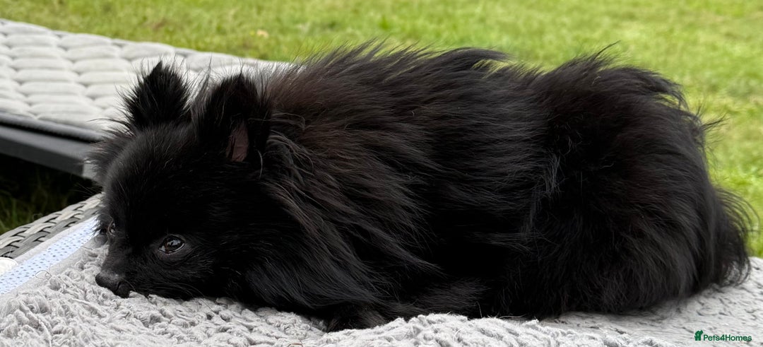 Pomeranian dogs for adoption: Charlie’s Story – The Tiny Dog With a Giant Heart - Image 5
