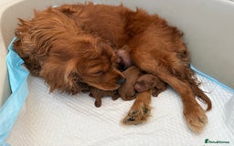 Cavapoo dogs for sale: Cavapoo *Licensed* Ready 20th - Image 5