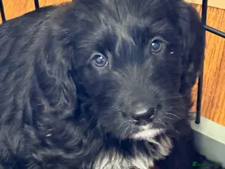 Australian Labradoodle dogs Australian labradoodles - Advert 3