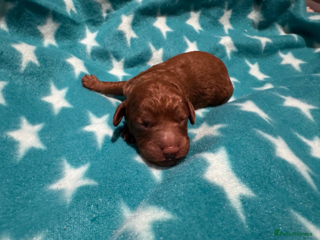 Cavapoo dogs for sale: Beautiful F1b Cavapoo Puppies – Ready Mid February - Advert 6
