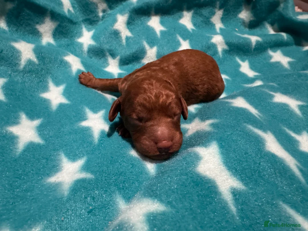 Cavapoo dogs for sale: Beautiful F1b Cavapoo Puppies – Ready Mid February - Advert 13