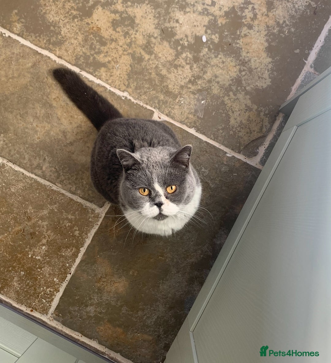 British Shorthair cats for sale: Belle - my beautiful, sweet, indoor baby  - Advert 3