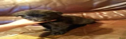 German Shepherd dogs for sale: 9 GSD pups for sale - Advert 6