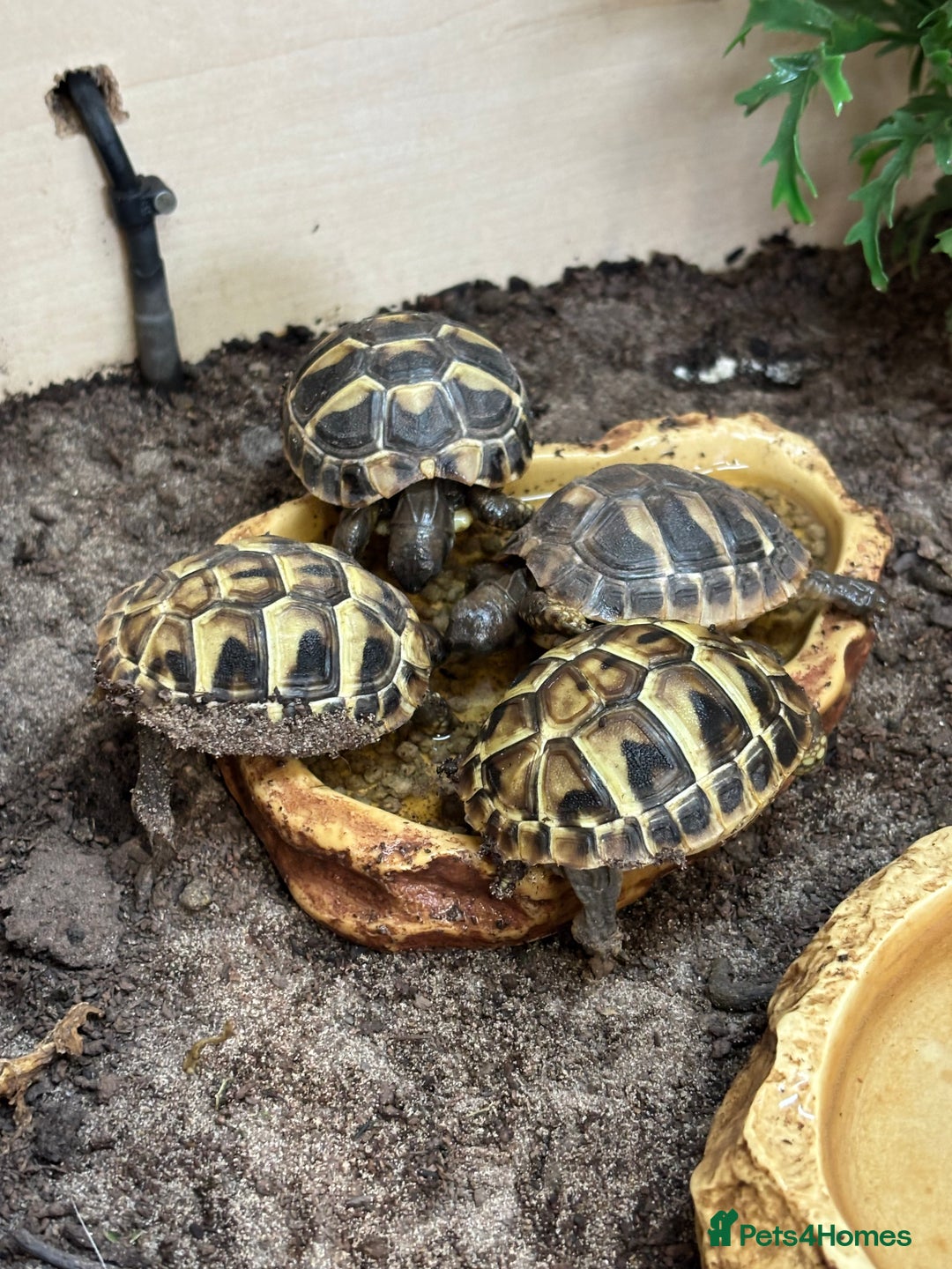 Tortoise reptiles for sale: Sulcata and Hermann Hatchlings  - Advert 9