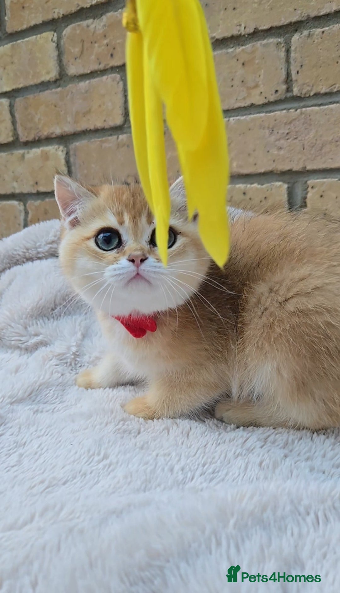 British Shorthair cats for sale: Gorgeous golden fluffs ready now in Peterborough - Image 10