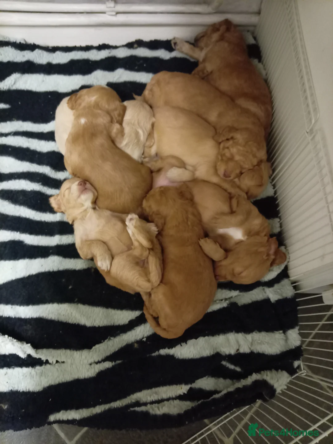 Cockapoo dogs for sale: 8 Beautiful Cockapoo Puppies - Advert 2