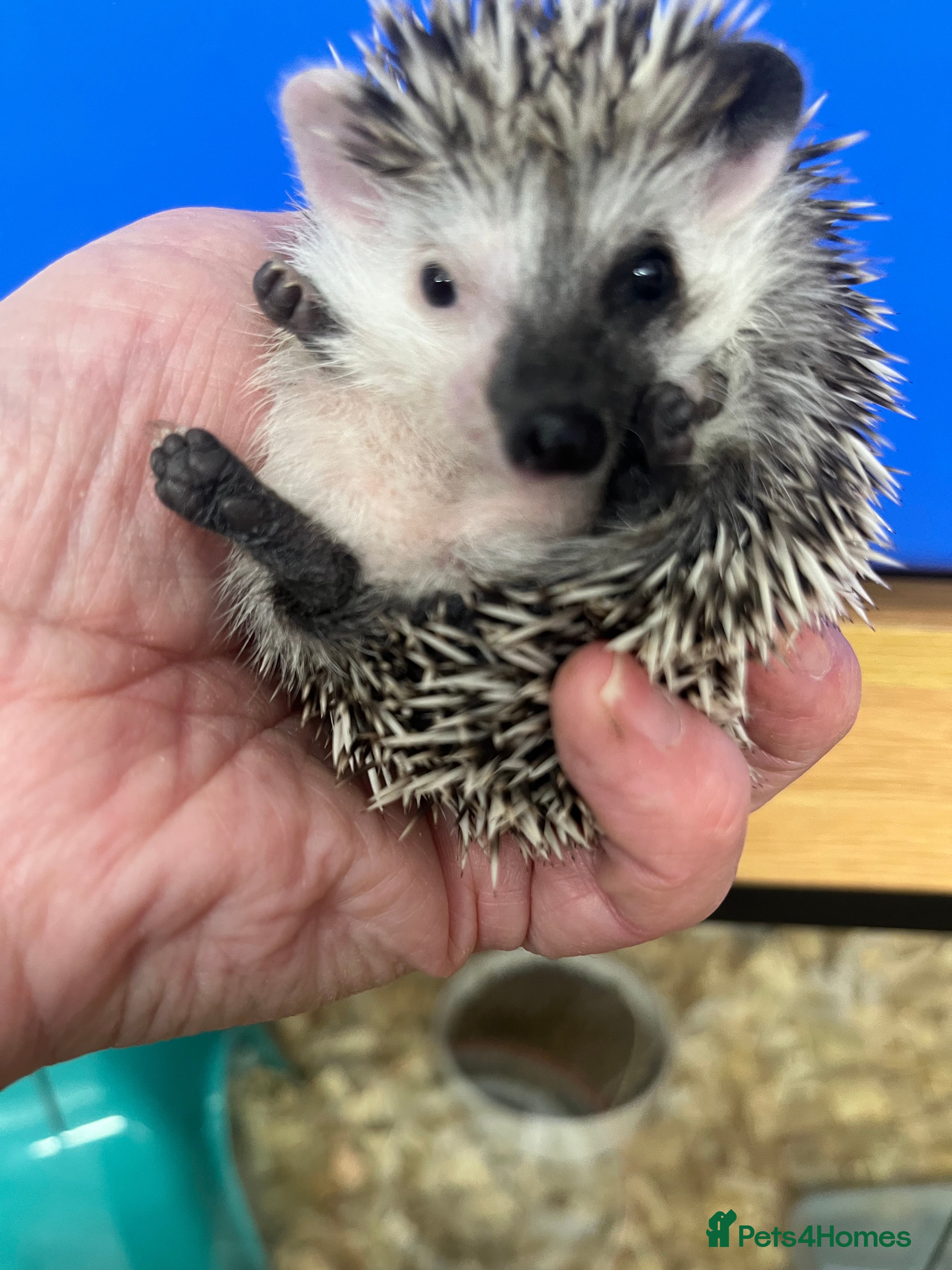 Pygmy Hedgehog rodents Jet black /snowflake/  baby hoglets ready now! - Advert 1