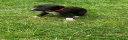 Lurcher dogs for sale: Lurcher puppies - Advert 7