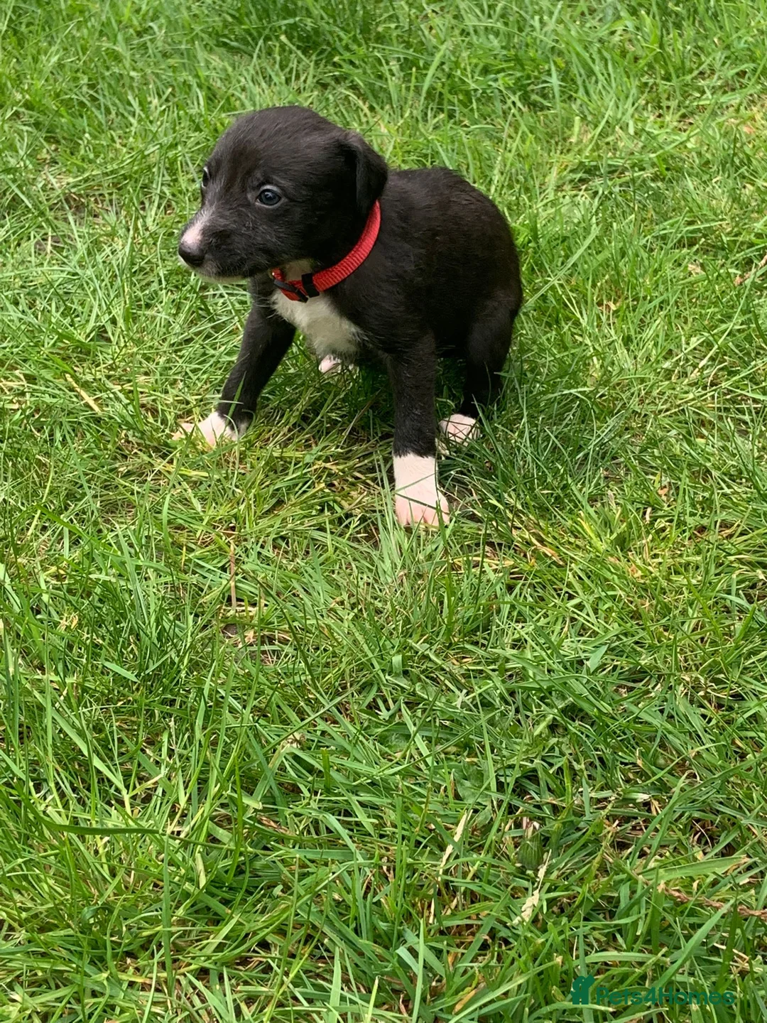Lurcher dogs for sale: Lurcher puppies - Advert 7