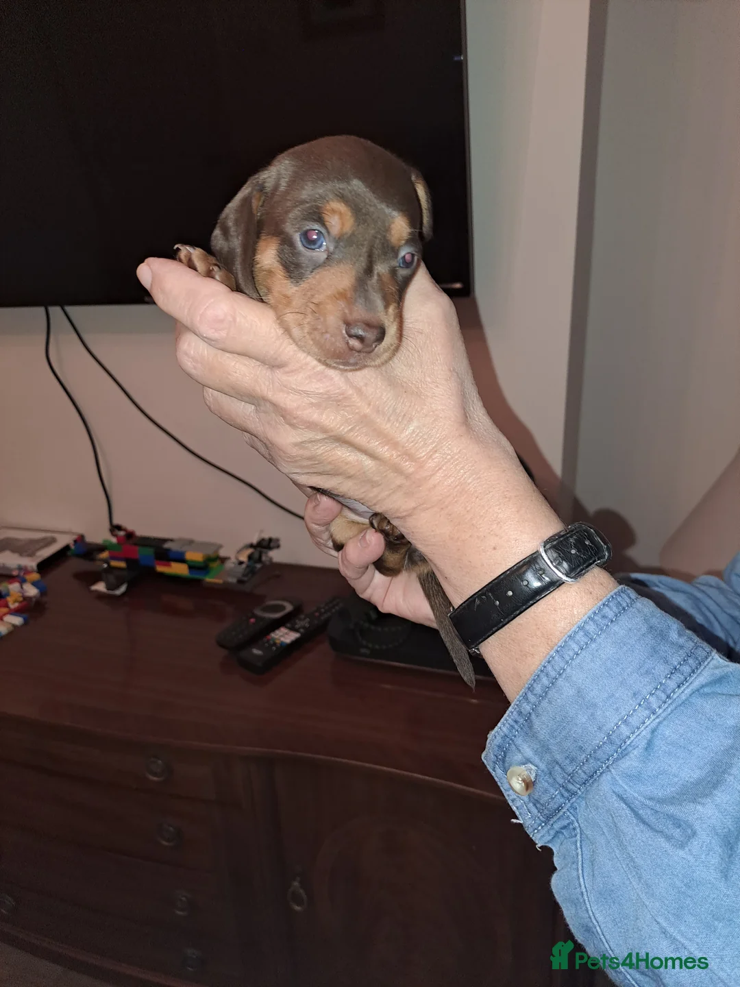 Miniature Dachshund dogs for stud: KC Dash PRA clear STUD DNA in pictures  in Ramsgate - Advert 20