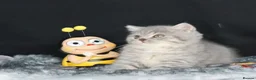 British Shorthair cats for sale: Tica registered British Shorthair kittens  - Advert 15
