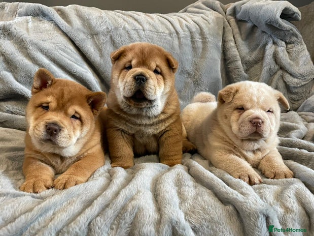 Mixed Breed dogs - Advert 13