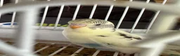 Budgerigars birds for sale: Baby budgies for sale  - Advert 5