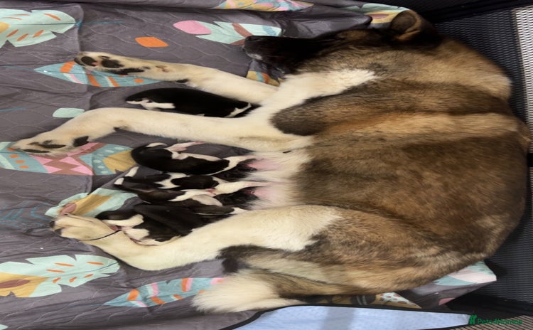 Akita dogs American Akita puppies - Advert 2