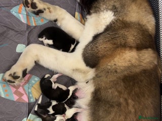 Akita dogs American Akita puppies - Advert 16