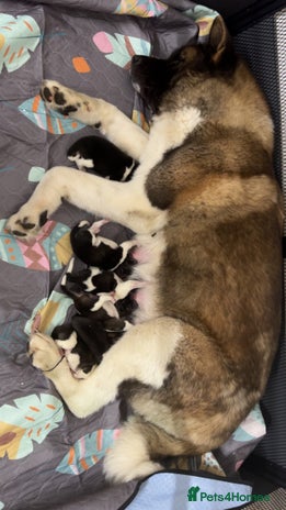 Akita dogs American Akita puppies - Advert 1