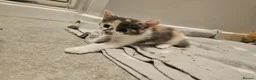 Norwegian Forest Cat cats for sale: Norwegian forest cross  in Sherborne - Advert 4