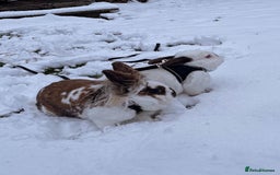 English Spot rabbits for sale: Bonded pair male and female around 4 years - Image 9
