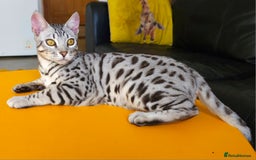 Bengal cats for sale: Exceptional Silver Rosetted Boy Available  - Advert 10