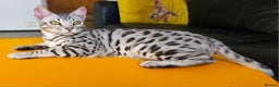 Bengal cats for sale: Exceptional Silver Rosetted Boy Available  - Advert 10