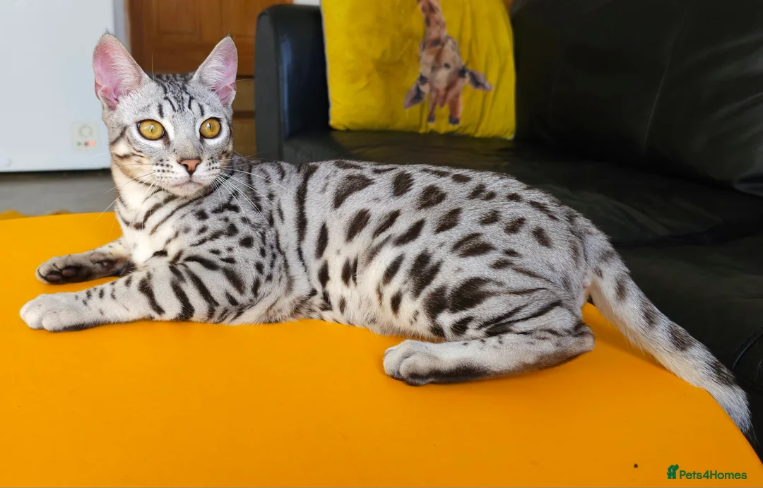 Bengal cats for sale: Exceptional Silver Rosetted Boy Available  - Advert 10