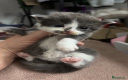 Mixed Breed cats for sale: Stunning mixed litter of kittens - Image 3