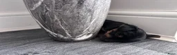Yorkshire Terrier dogs for sale: Beautiful Yorkshire terrier puppies 🐶  in Poole - Advert 12