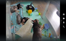 French Bulldog dogs for sale: Exclusive French Bulldog Puppies - Image 6