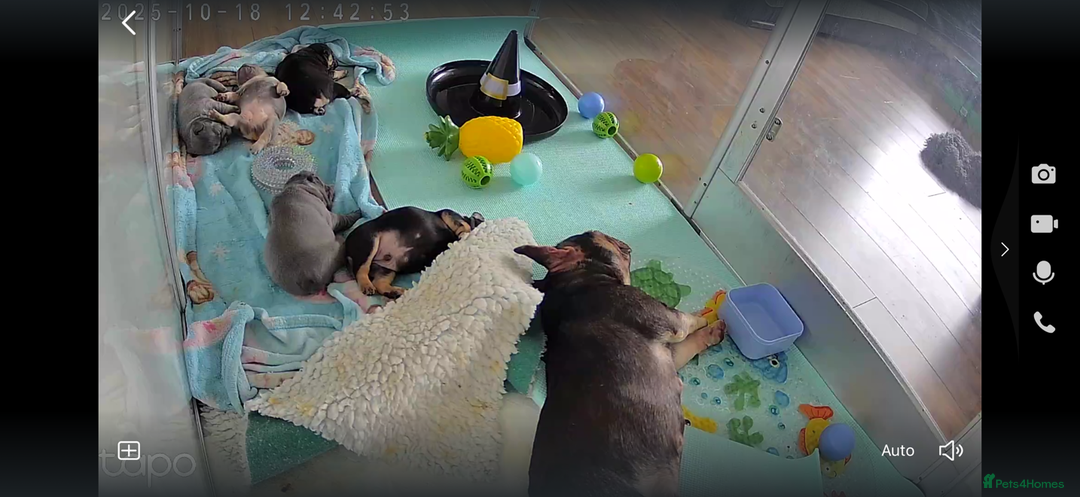 French Bulldog dogs for sale: Exclusive French Bulldog Puppies - Image 6