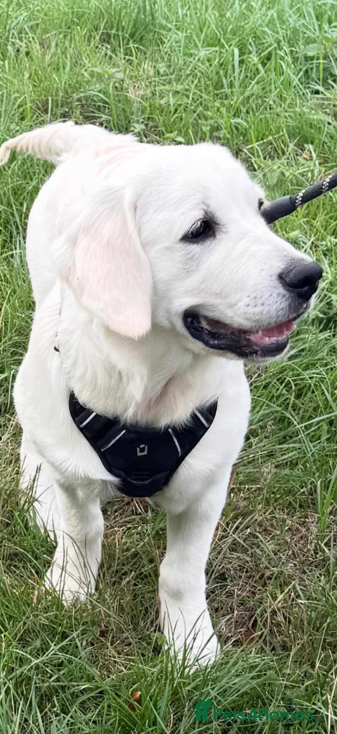 Golden Retriever dogs for sale: 💛 Beautiful 5 Month Old Golden Retriever Boy 🐾 in Dunstable - Advert 2