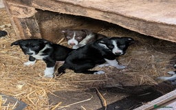 Border Collie dogs for sale: Six border Collie pups  - Image 2