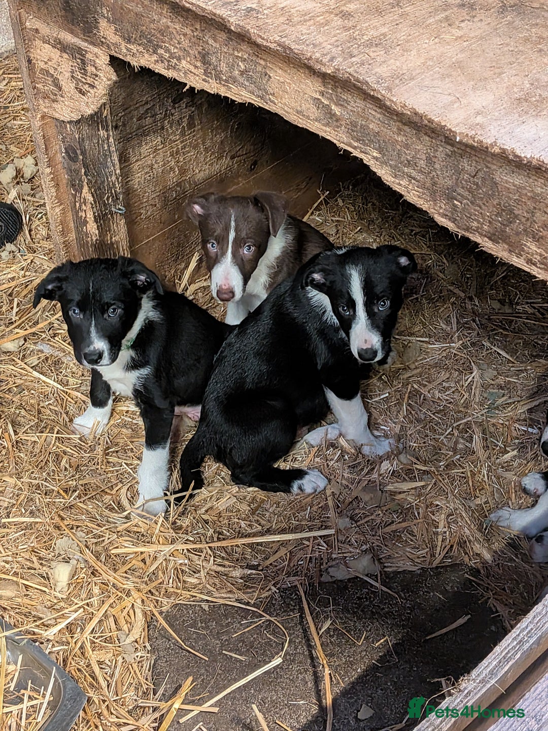 Border Collie dogs for sale: Six border Collie pups  - Image 2