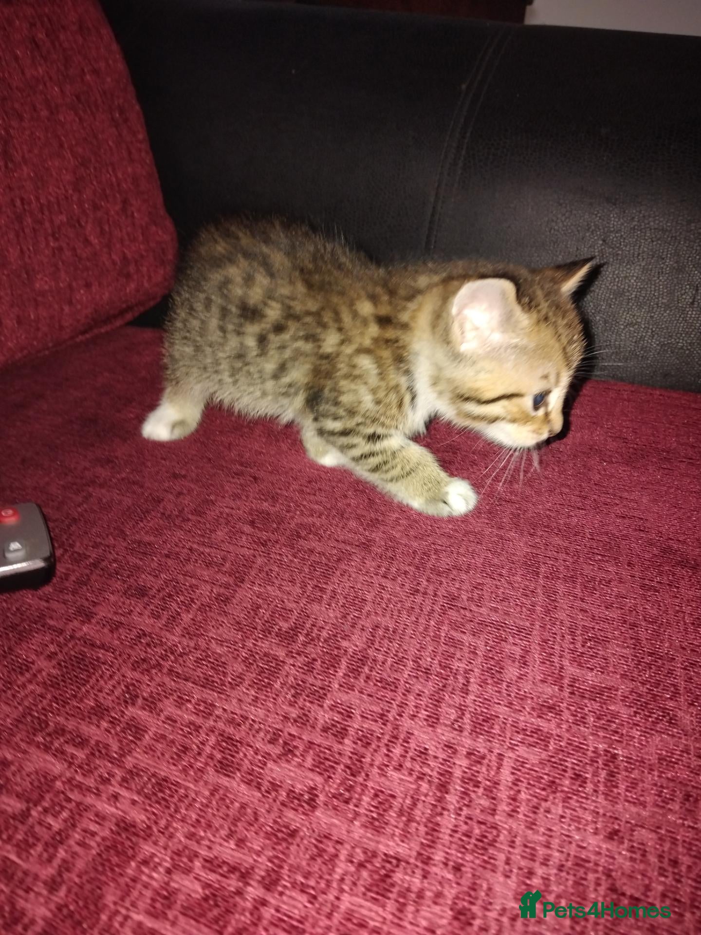Mixed Breed cats 3 kittens looking for new home  - Advert 1