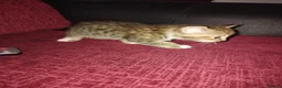 Mixed Breed cats for sale: 3 kittens looking for new home  - Advert 1