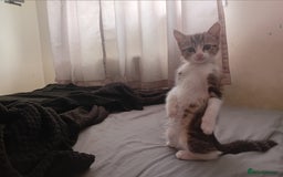 Mixed Breed cats for sale: 11 weeks old mixed breed brother and sister  - Image 6