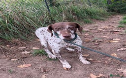 German Shorthaired Pointer dogs for adoption: Romero - Image 9