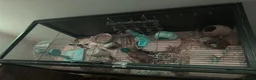 Hamster rodents for sale: Male Syrian hamster + Cage in Retford - Advert 2