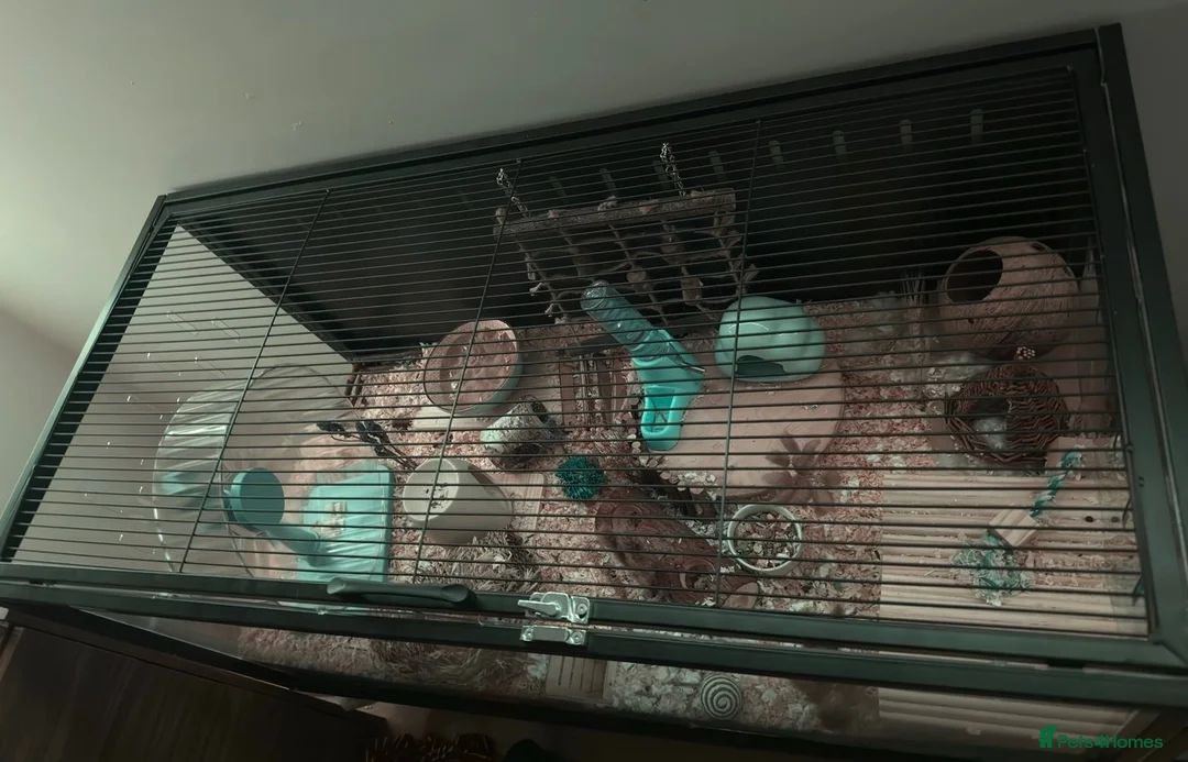 Hamster rodents for sale: Male Syrian hamster + Cage in Retford - Advert 2