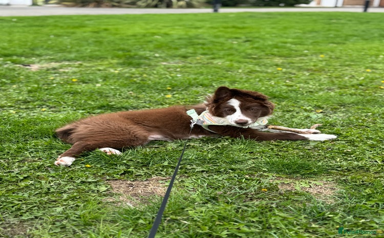 Border Collie dogs - Advert 3