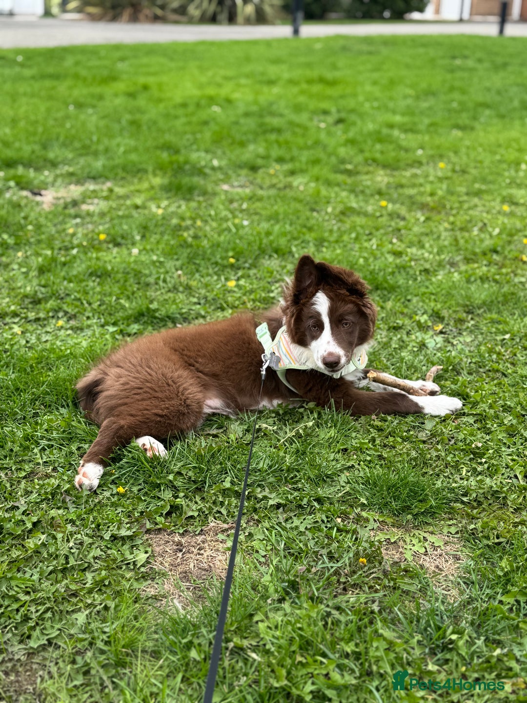 Border Collie dogs for sale: Red border collie puppy  - Image 1