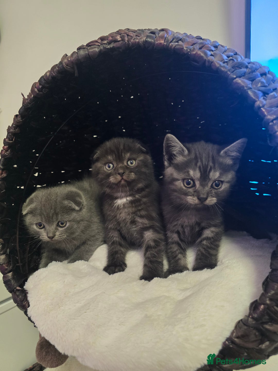 Scottish Fold cats for sale: Beautiful 😍 Scottish Fold/Straight kittens  - Advert 4