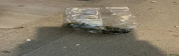 Mouse rodents for sale: 5 female mice with cage set up  - Advert 9