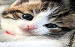 Mixed Breed cats for sale: READY NOW, 3 BEAUTIFUL TABBY BOYS (with Bengal)  - Image 7